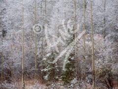 COLORADO Cripple Creek